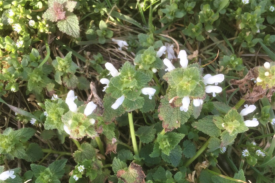 Witte bloemen, en toch is het een paarse dovenetel...    