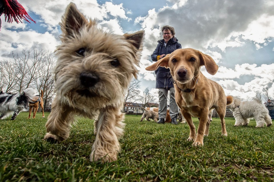 De nieuwe hondenspeelweide in het centrum van Sittard geniet  grote populariteit. Op de achtergrond  initiatiefneemster Marlies Renkens.  