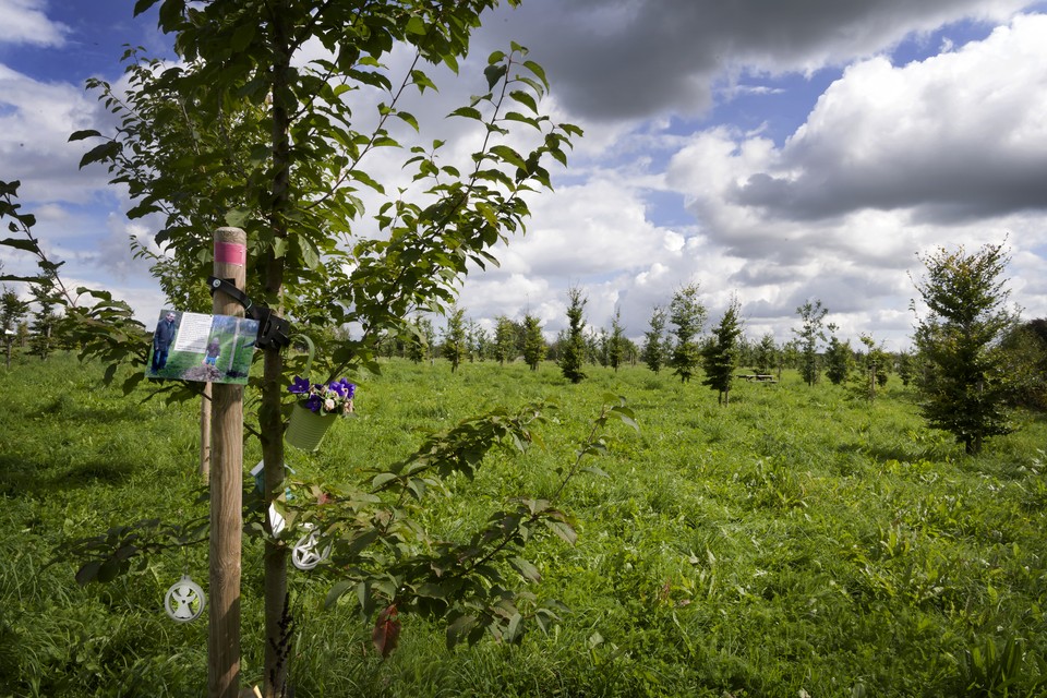 Het Levensbomenbos in Beek. 