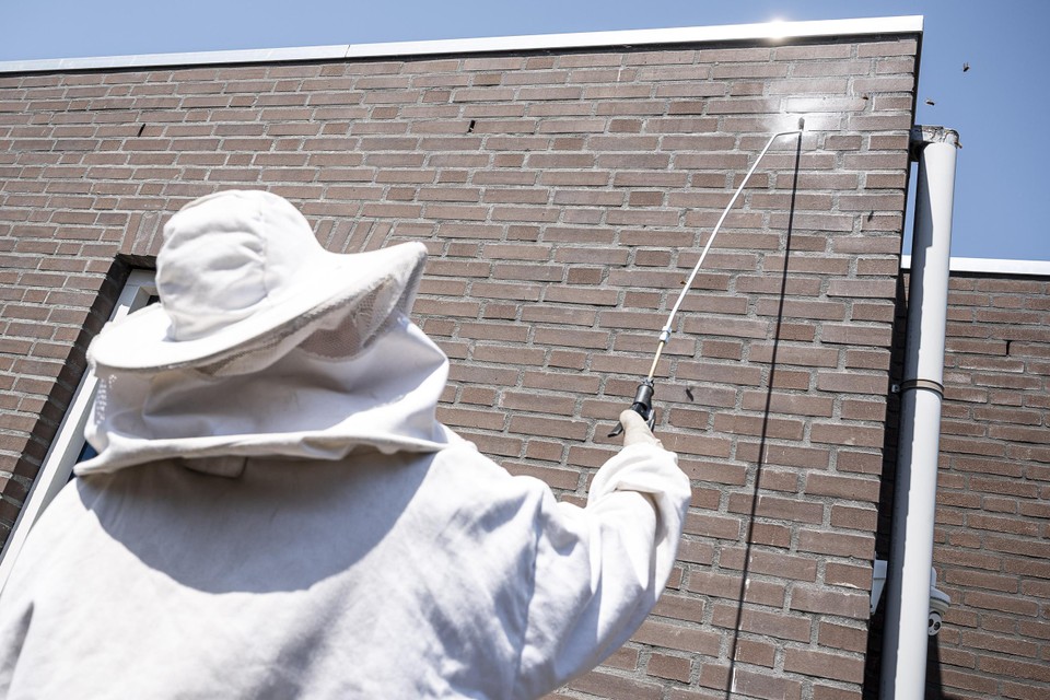 Het gat waardoor de hoornaars naar binnen en naar buiten kruipen, wordt door Vintcent behandeld. 
