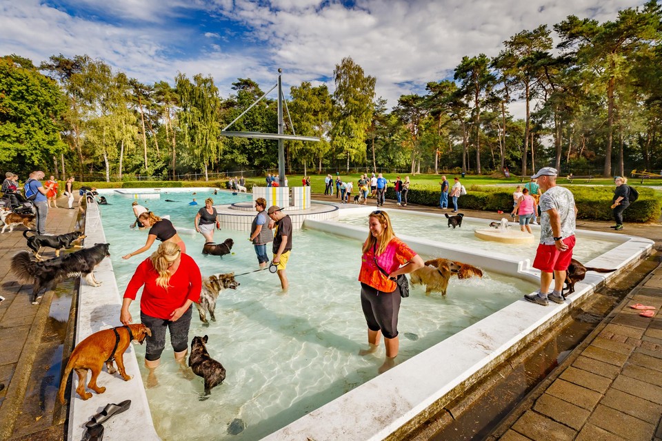 Het zwembad van Montfort tijdens de hondenplons in 2021,