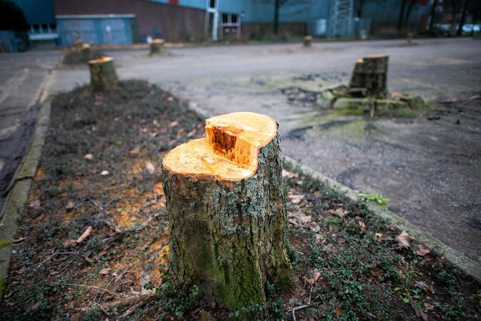 De stronken van de gekapte bomen worden de komende dagen ook verwijderd.