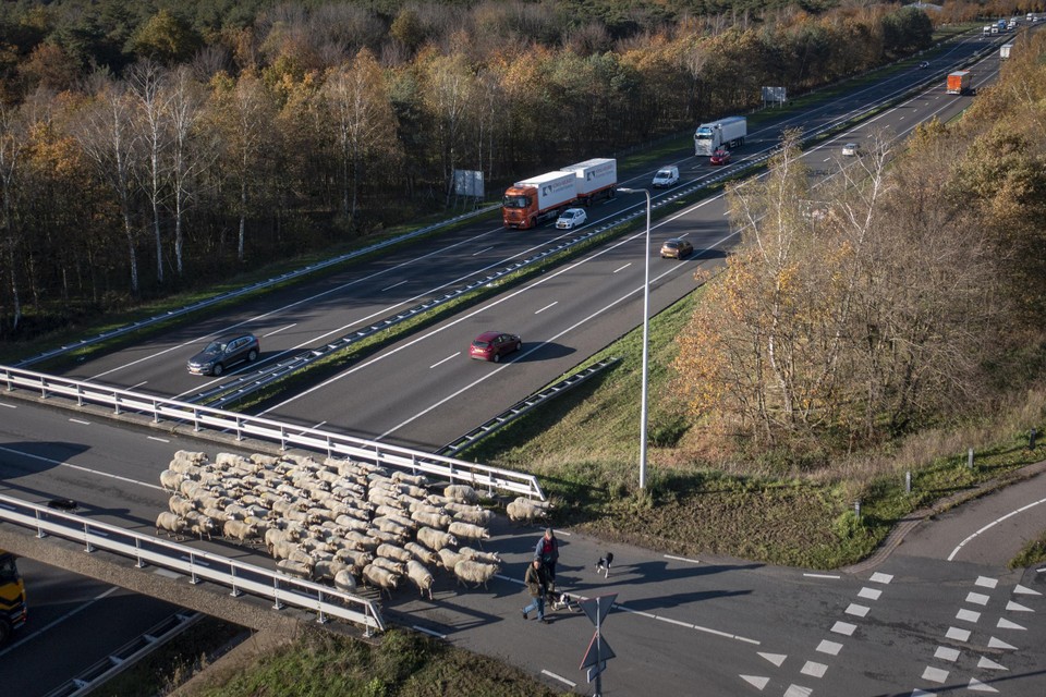 Honderd schapen staken woensdag de A73 over op weg naar Melderslo. 