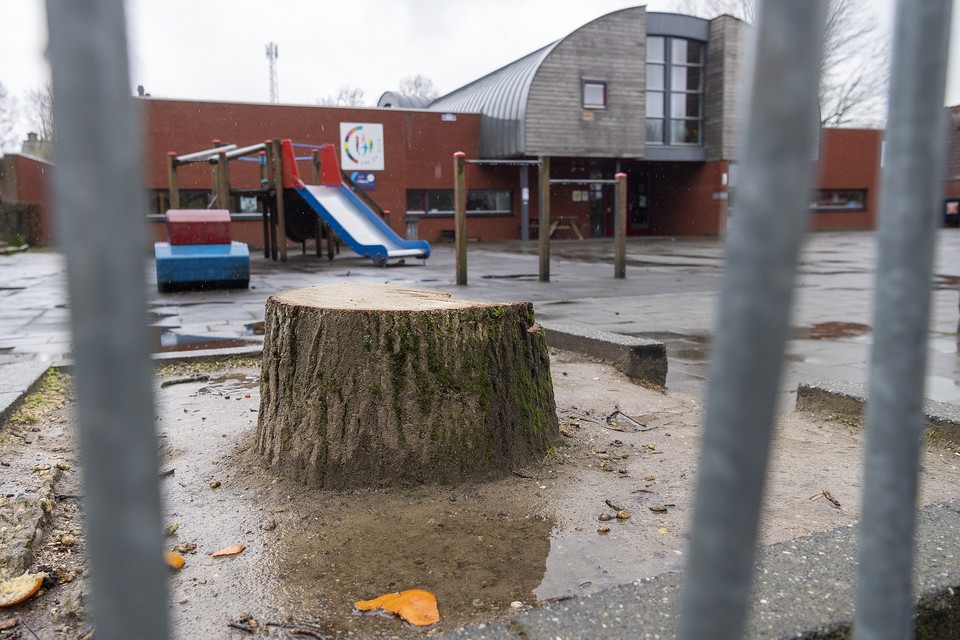 De omgezaagde bomen op schoolplein in Genhout zijn mde aanleiding voor een aanpassing van het bomenbeleid. 