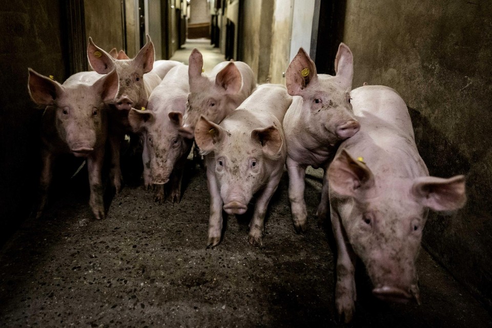 In Egchel is forse kritiek op het plan van een varkensbedrijf om uit te breiden.