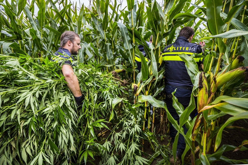 In Gennep, buurgemeente van Bergen, werd in 2015 in het buitengebied een wietplantage geruimd. 
