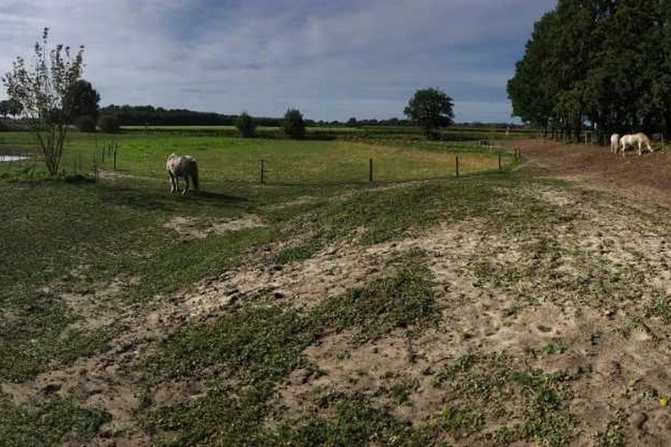 Een impressie van een paddock paradijs in Maasbree.