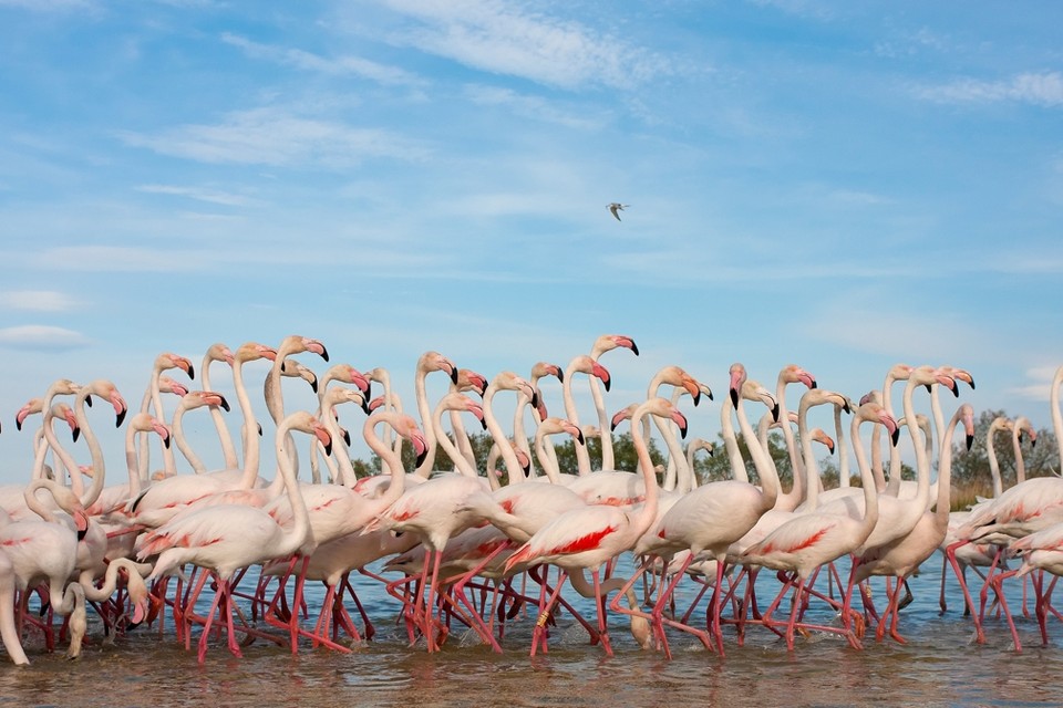 De grote flamingo, die straks met zijn 400 naar Kerkrade komt. 