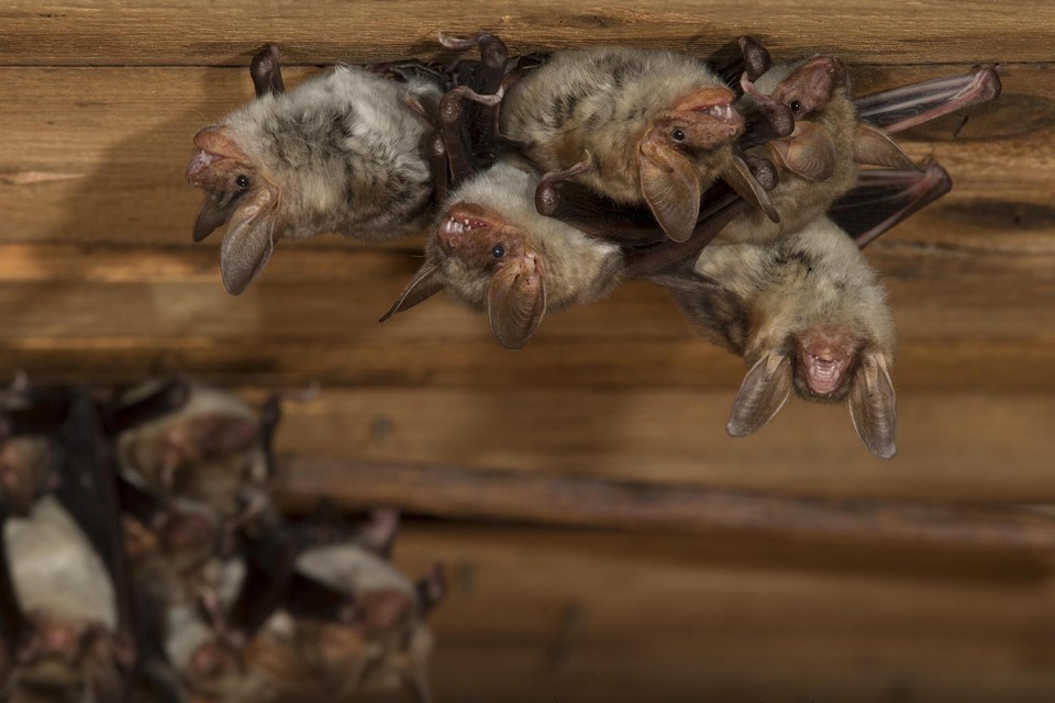 Vleermuizen op een zolder. 