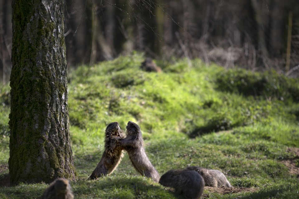 Archiefbeeld uit 2016 van marmotten in Wildpark Gangelt. 