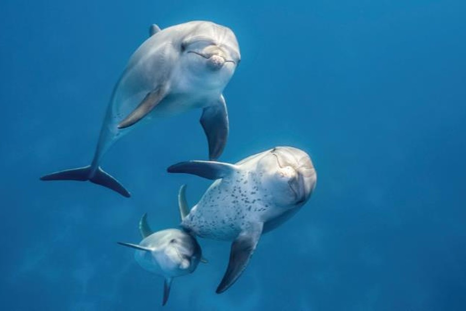 In de onderwaterdocumentaire Blue is een hoofdrol weggelegd voor een jonge dolfijn.