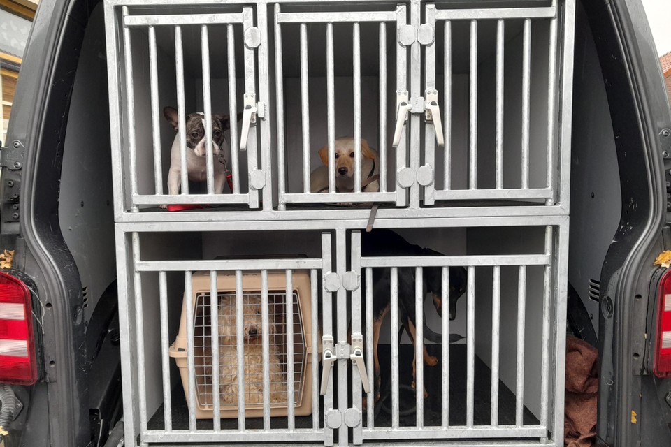 Bij het tweetal in Well werden vier honden in bewaring genomen. 
