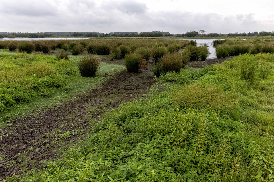 Het dichten van watergangen moet regenwater in het gebied Mussenbaan houden en hier de grondwaterstand verhogen.