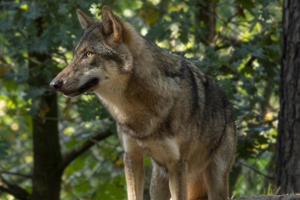 De grijze wolf, canis lupus.