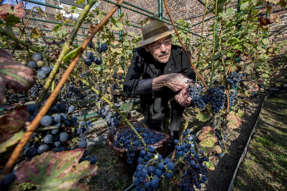 Marcel Mourmans plukt druiven in de stadswijngaard van  Thiessen Wijnkoopers. 