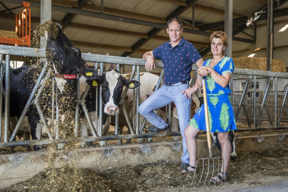Melkveehouders Judith en Wilfried Van Dijck hebben geen idee of ze tot de groep ‘piekbelasters’ behoren. 