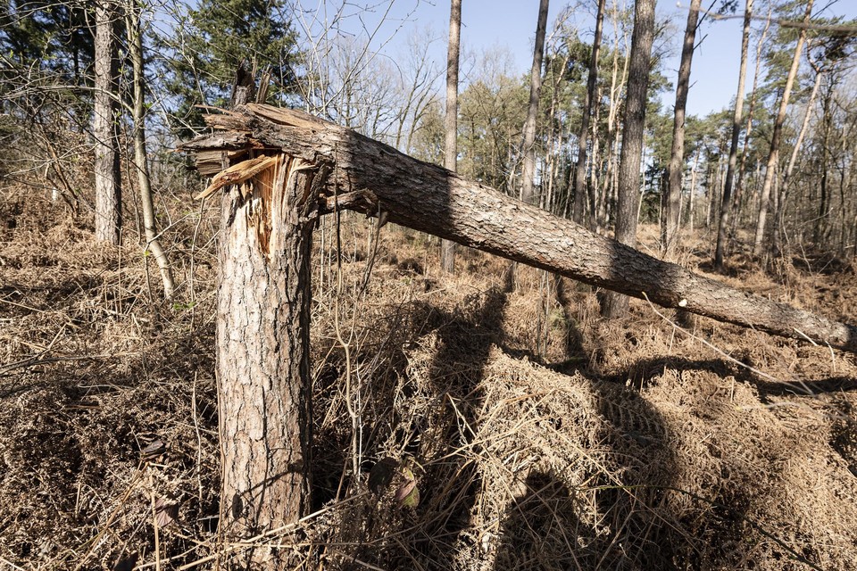 Na ruim een maand nog zichtbare stormschade in het Leudal. Dood hout moet vooral blijven liggen vinden natuurbeheerders.  