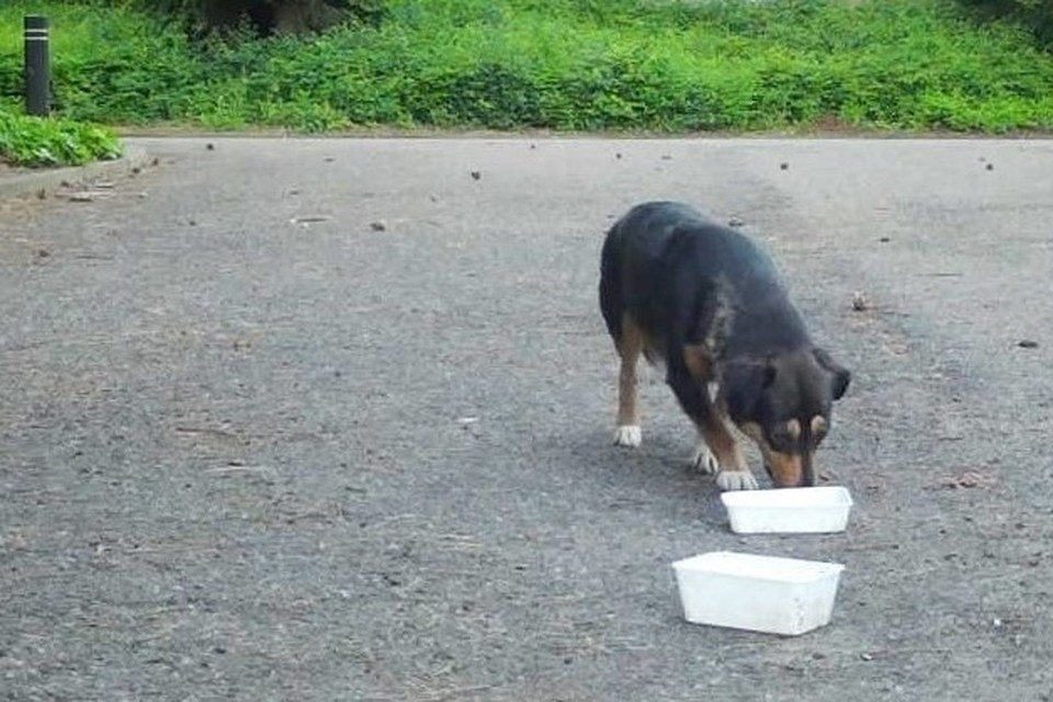 Met bakjes eten lokt Team Hond Floor naar de tennisbanen bij Annadal. 
