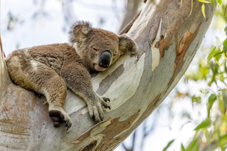 Een slapende koala in het Australische Queensland. 