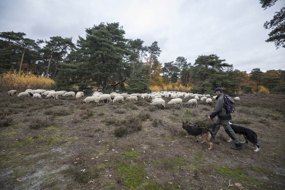 De kudde van herder Niels Kengen. Hondeneigenaren blijken doorgaans best bereid hun dier aan te lijnen. 