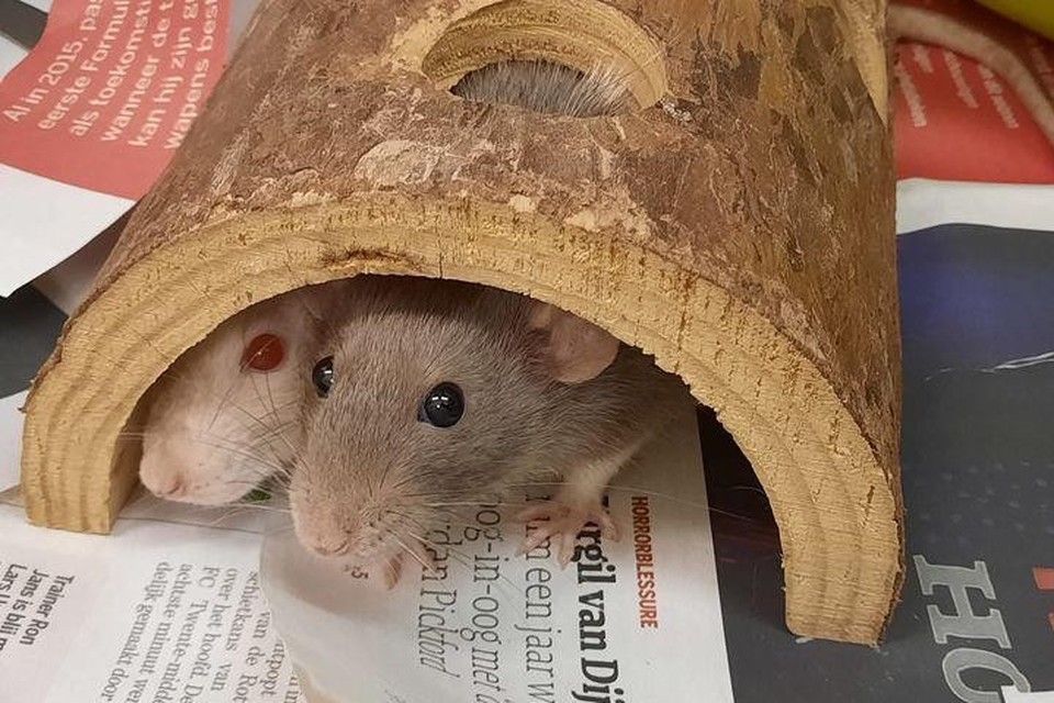Deze ratjes zoeken een nieuw thuis. 