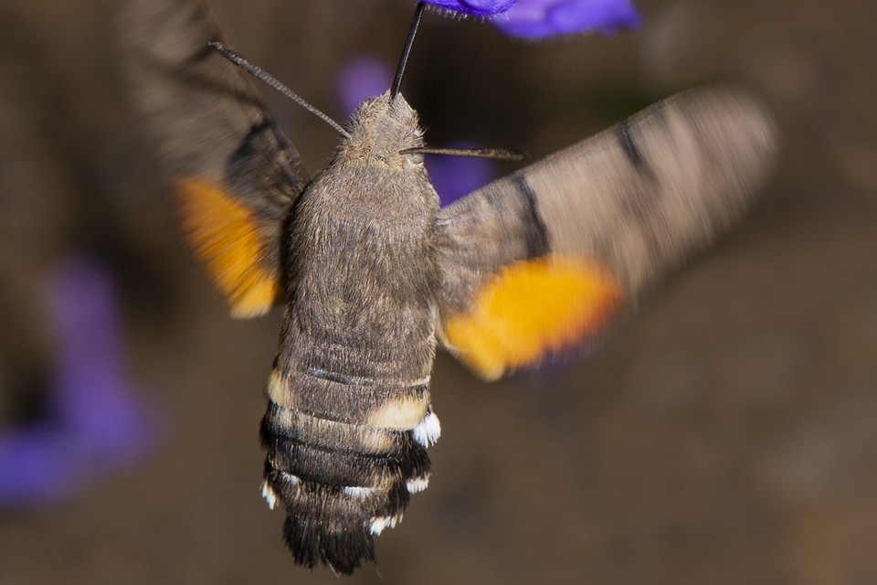 De kolibrievlinder. 
