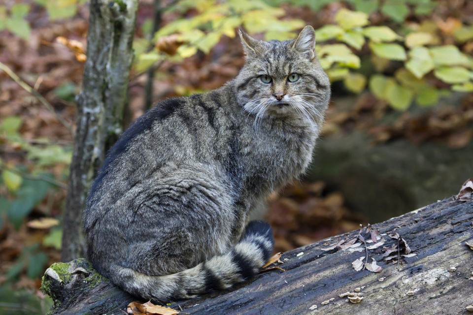 Archiefbeeld van een (andere) wilde kat.