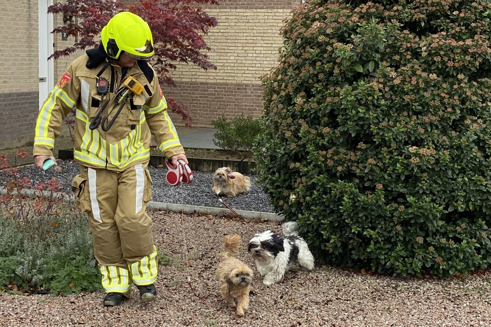 Een brandweerman brengt enkele hondjes in veiligheid na een gaslek in Echt. 