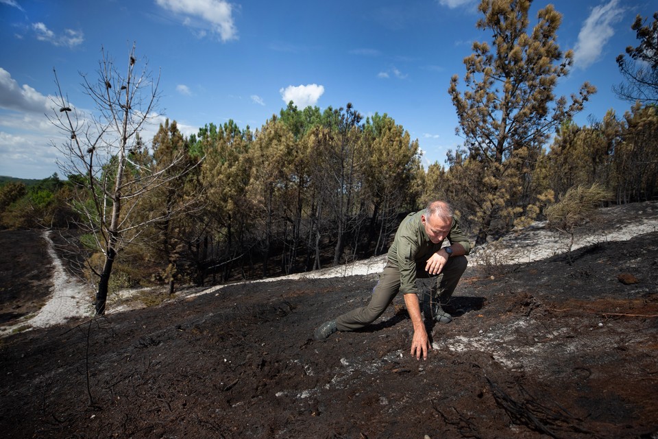 Frans Reijnen, coördinator natuurbeheer, na de brand van augustus 2020 op de Brunssummerheide. 