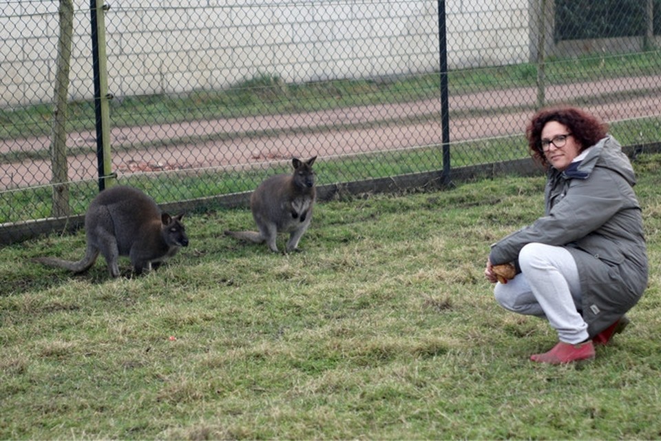 Wendy Gevers met twee van haar andere wallaby’s. 
