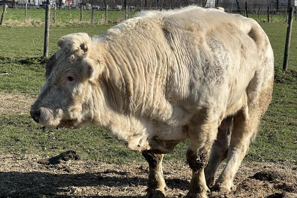 De stier had volgens een veearts ernstige rug- en heupproblemen.