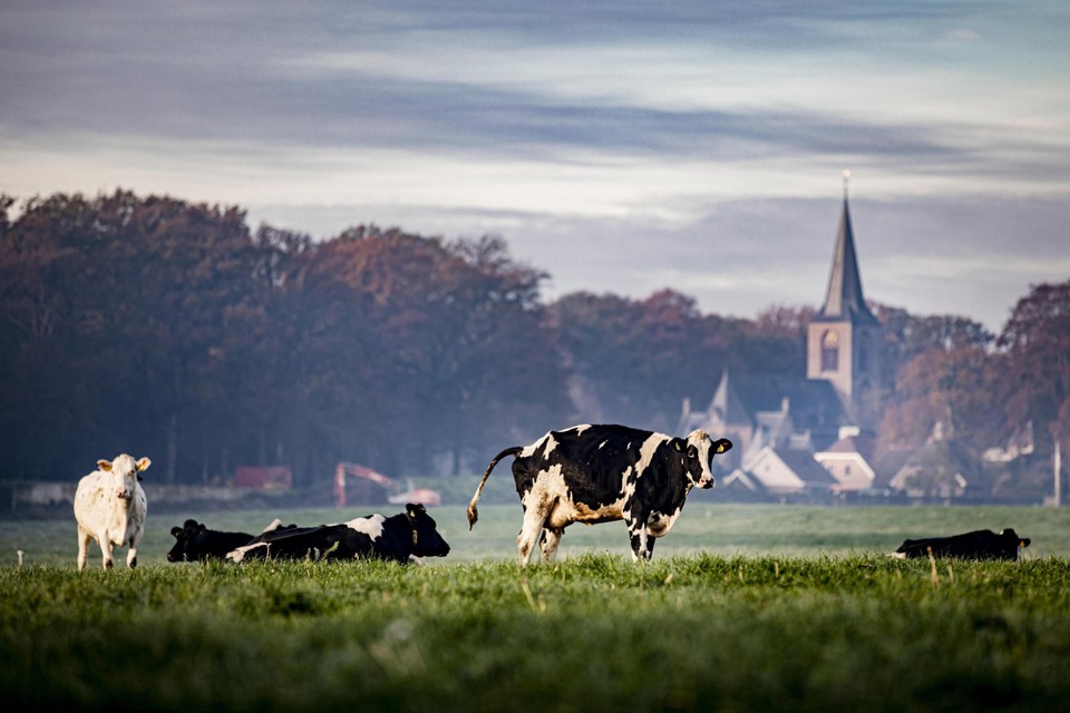 Koeien in de wei in Vilsteren in de Overijsselse gemeente Ommen. 