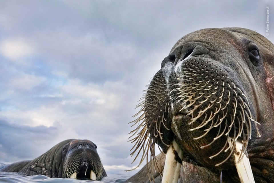 Terwijl fotograaf Valter Bernardeschi zijn camera voor hem uitstak glipte hij in het ijskoude water om de walrussen te fotograferen die hij vanuit zijn bijboot had gezien. Dit trok de aandacht van nieuwsgierige jongeren die naar hem toe begonnen te zwemme