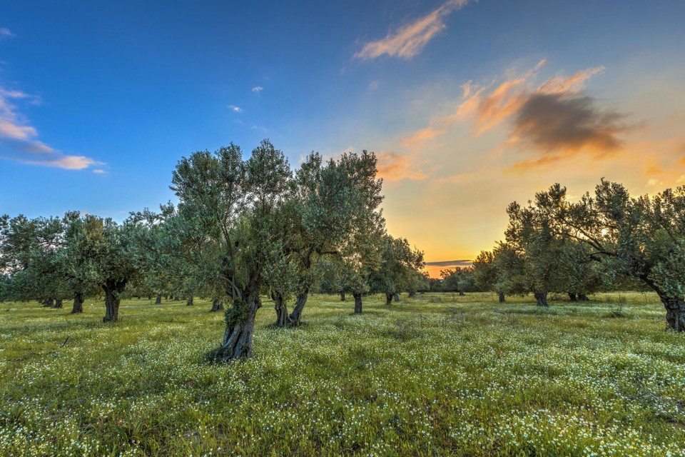 Olijfbomen op Lesbos.