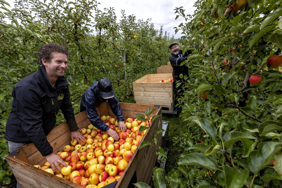 Fruitteler Ruud Knippenberg (vooraan) oogst de laatste appels van het jaar. 