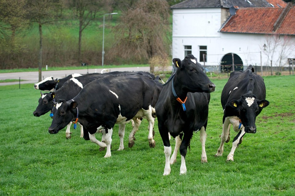 Blije koeien in de Limburgse wei. 