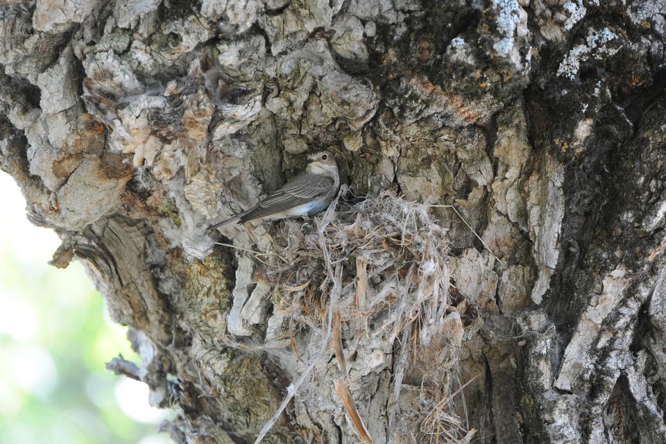 De grauwe vliegenvanger nestelt, vanaf april, graag in boomholtes.