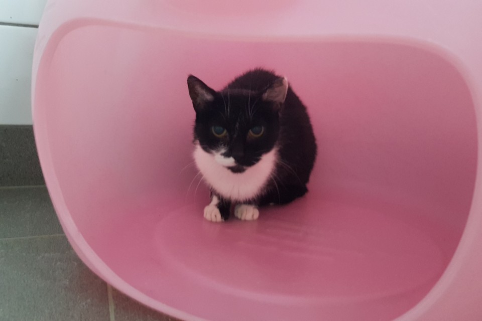 Pip. 