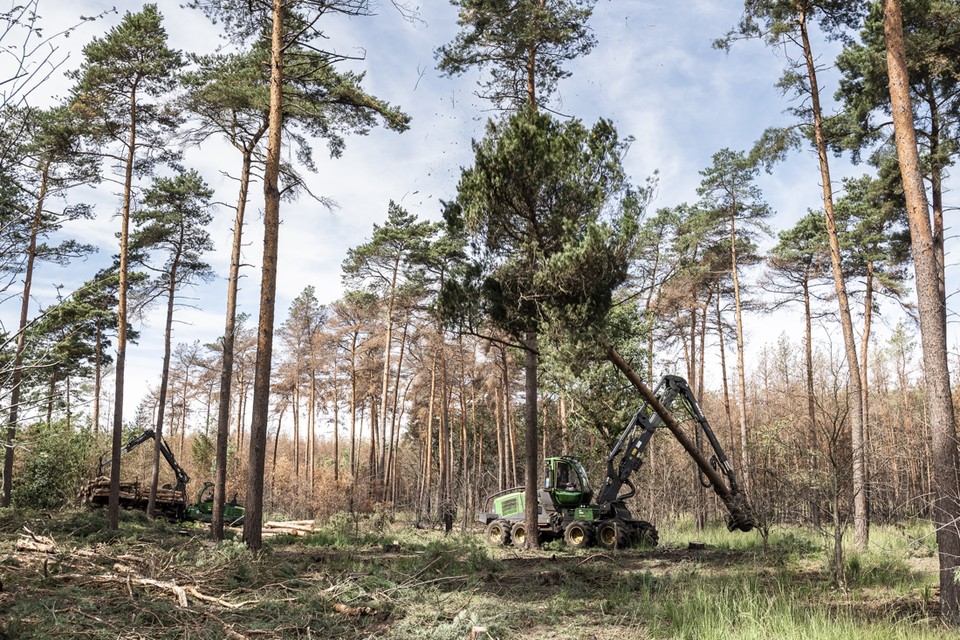In totaal worden de komende twee maanden 1250 grote naaldbomen gekapt. 