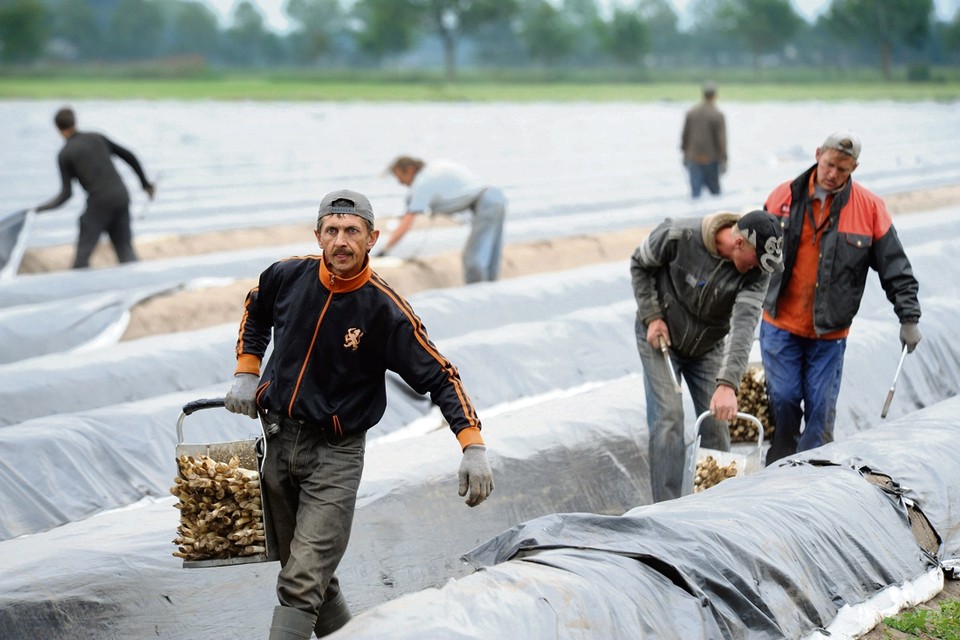 Arbeidsmigranten aan het werk in de aspergeteelt 
