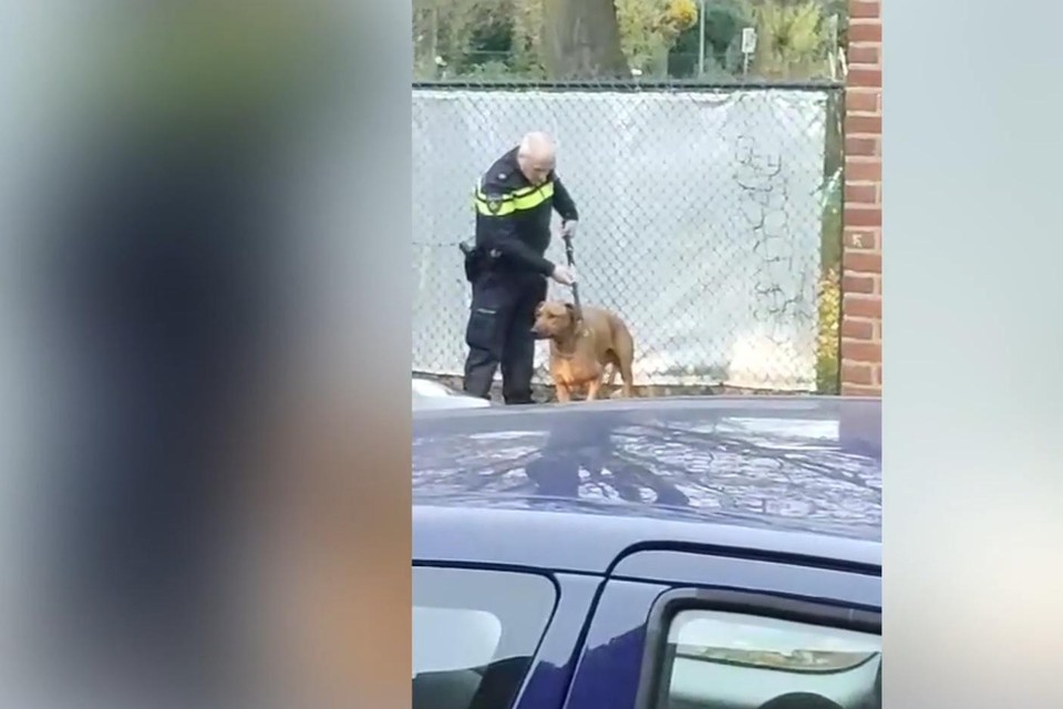 De hond van het bijtincident in Roermond werd zondagmiddag gevangengenomen. 