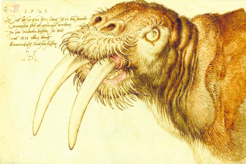 ‘Walrus’ (1521, British Museum, Londen).  
