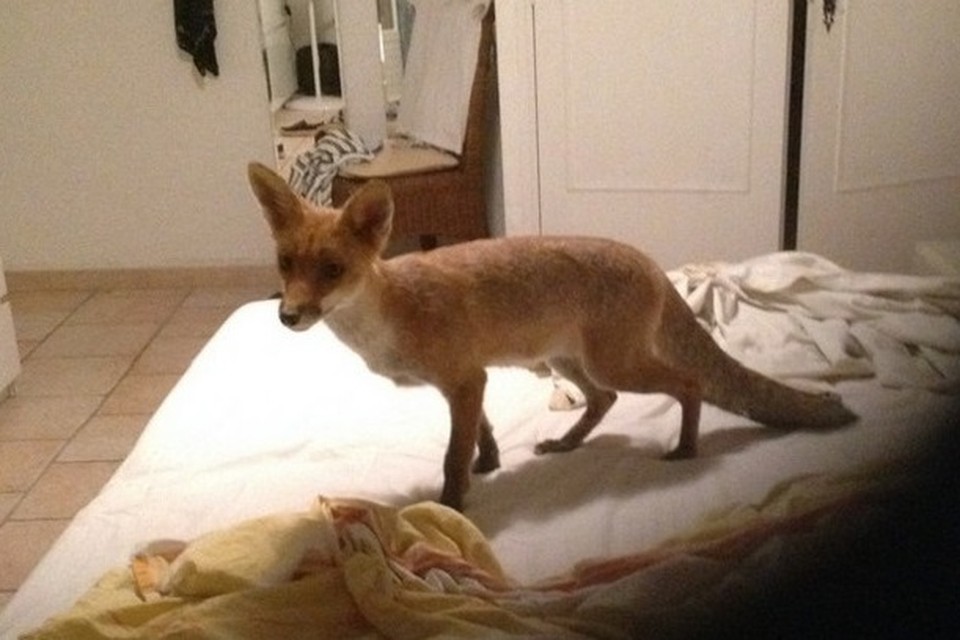 Deze vos zag Merle op haar bed zitten toen ze 's morgens vroeg wakker schrok. 