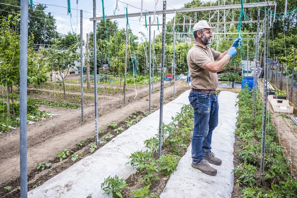 Ahmed Günes bindt zijn tomatenplanten op. 