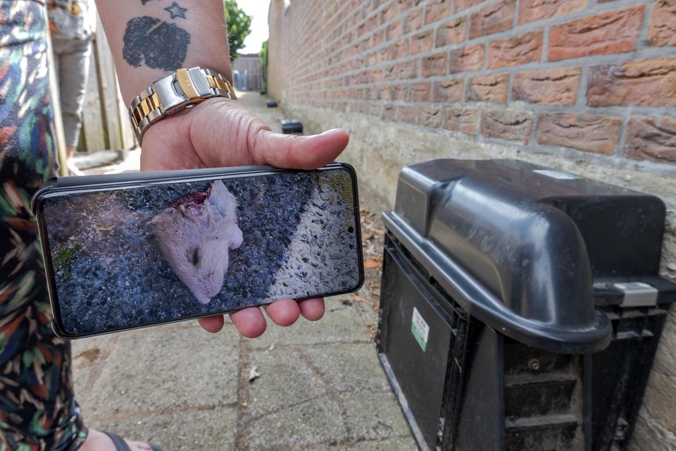 Onder meer het hoofd van een rat werd gevonden in Schinveld. Daar zucht een buurt sinds jaren onder overlast.
