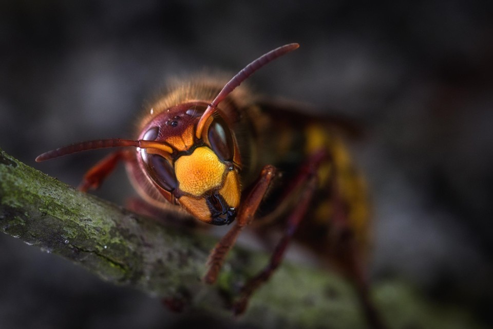 Wereldwijd bestaan er meer dan 100.000 wespensoorten. 