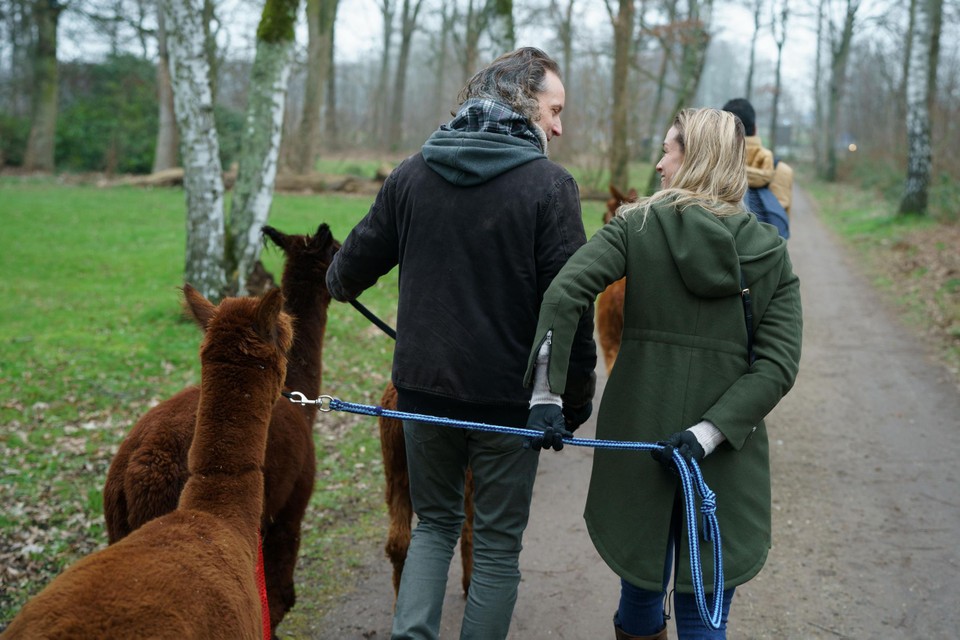 Er was gespreksstof genoeg tijdens de wandeling met alpaca’s.