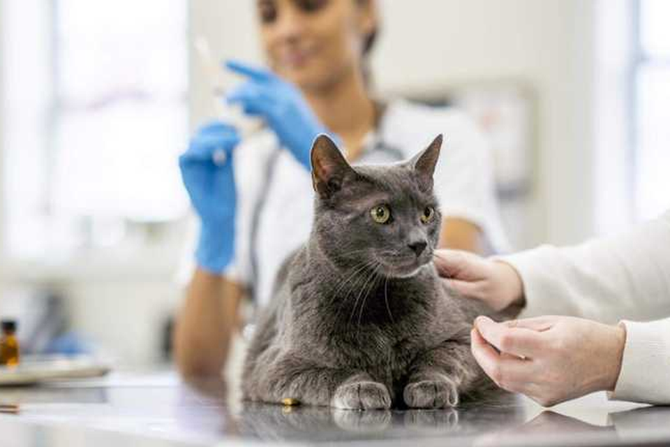 Kattenbaasjes opgelet, dodelijke ziekte gaat rond: ’Zonder vaccinatie redt 80 tot 90 procent het niet’