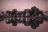 thumbnail: Op een avond in Botswana, waadde fotograaf Frans Lanting in een watergat om een glinsterende weerspiegeling op te vangen van een verzameling olifanten in de schemering, met een volle maan aan een stralende roze hemel.