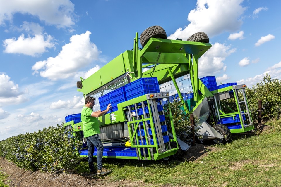 De oogstmachine van Fine Field rijdt hoog over bessenstruiken. 